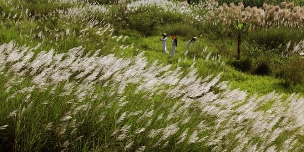 Những cánh đồng cỏ lau mùa thu xứ Hàn